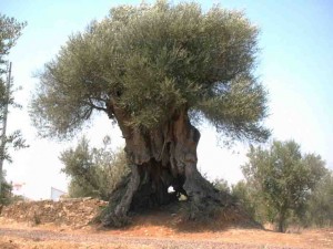 Oliveira das Mouriscas - a mais velha de Portugal, na Freguesia de Mouriscas, concelho de Abrantes - estima-se que tenha 3.350 anos, conforme o Instituto de Conservação da Natureza e Florestas. Certamente acolheu celtas, iberos, lusitanos, celtiberos, cónios, romanos, visigodos, alanos ou árabes que se alimentaram das azeitonas que ali produziu. É contemporânea do faraó Ramsés II e de Moisés (1250 anos a.C.). Foto: Reprodução / Público PT.
