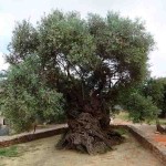 Oliveira de Vouves, na ilha de Creta, Grécia. Estima-se que tenha pelo menos 3.000 anos. As oliveiras suportam bem com os períodos tórridos, inundações e doenças; por esta razão têm vida longa. Foto: Reprodução /Internet.