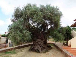 Oliveira de Vouves, na ilha de Creta, Grécia. Estima-se que tenha pelo menos 3.000 anos. As oliveiras suportam bem com os períodos tórridos, inundações e doenças; por esta razão têm vida longa. Foto: Reprodução /Internet.
