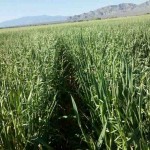 A aveia-preta é uma gramínea recomendada para adubação verde de outono-inverno e utilizada com sucesso na rotação e/ou sucessão das culturas da soja, feijão e girassol. O cultivo “quebra” o ciclo de pragas, doenças e nematoides e reduz a infestação de plantas daninhas, além de produzir “palhada” para o plantio direto de grãos e hortaliças. Foto: relacionada/reprodução.