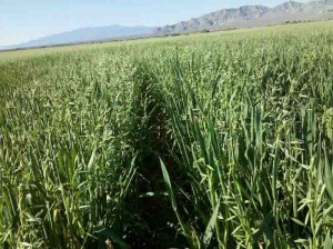 A aveia-preta é uma gramínea recomendada para adubação verde de outono-inverno e utilizada com sucesso na rotação e/ou sucessão das culturas da soja, feijão e girassol. O cultivo “quebra” o ciclo de pragas, doenças e nematoides e reduz a infestação de plantas daninhas, além de produzir “palhada” para o plantio direto de grãos e hortaliças. Foto: relacionada/reprodução.