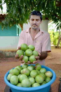 O agricultor Valdomiro de Oliveira, do sítio Olho D'agua, no município de Candiba, cultiva uma variedade de umbu gigante que chega a 150g a unidade. Num sítio de três hectares ele sobrevive, financeiramente tranquilo, com sua família Foto: João Martins / Arq. Rev. Integração