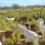 Estratégia de aplicação de adubo nematicida no solo combate parasitas fora do organismo dos animais e favorece pastagens. Foto: Luiz Gonzaga Pinto de Queiroz/ divulgação