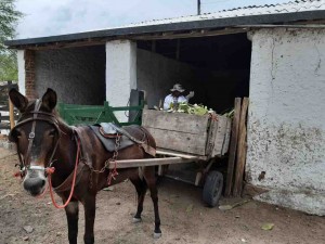 Atualmente, o custo de colheita é extremamente elevado e ineficiente, uma vez que o seu corte e recolhimento são realizados manualmente.