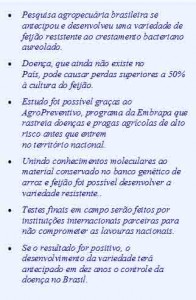 feijão embrapa