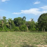 a nova lei prevê que o pagamento para o serviço ambiental seja sob a tutela do Governo Federal, por meio do SISNAMA