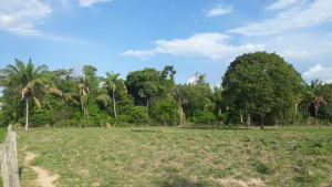 a nova lei prevê que o pagamento para o serviço ambiental seja sob a tutela do Governo Federal, por meio do SISNAMA