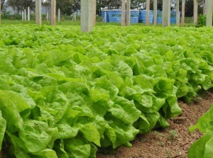 Um espaço onde possam ser desenvolvidos processos de educação e aprendizado sobre segurança alimentar e dietas saudáveis, sempre promovendo alimentos nutritivos e acessíveis para todos. Foto: Relacionada