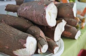 A Cervejaria Ambev fez a demanda à Embrapa Cocais, que propôs testar 250 clones e 12 cultivares da Embrapa, além de variedades locais já usadas pelos produtores do estado, para selecionar genótipos com alto teor de amido. Foto: Embrapa / reprodução