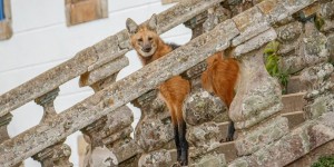 lobo guará