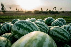 Expansão do Zarc beneficia todo o País, em especial, os maiores estados produtores da fruta. Foto: iStock / Andresr / divulgação