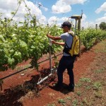 Parceria com a Epamig vai complementar projetos de agricultura de precisão para a produção de vinhos, como o que é realizado em Ribeirão Preto. Foto: Luis Bassoi / divulgação