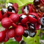 Guaraná: Brasil tem a primeira indicação geográfica concedida a um território indígena. Andirá-Marau se divide entre Amazonas e Pará. Foto: Arq. CNI / divulgação.