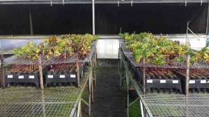 210309_GemasFoliares_Experimentos