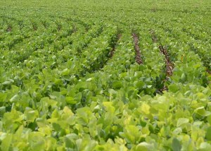 Foto: Neide Furukawa e André Minitti / divulgação