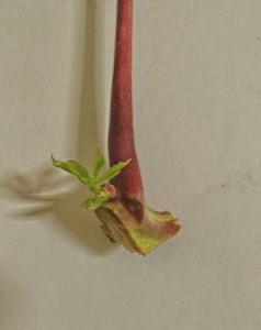 As gemas na base da folha madura começam a se desenvolver e se transformam no novo broto - Photo: Reizaluamar de Jesus Neves / divulgação