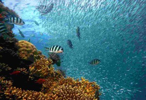 Segurança alimentar, estabilidade climática, biodiversidade, energias alternativas, biotecnologia e lazer são alguns dos benefícios oferecidos pelos mares à humanidade. Foto: Divulgação.