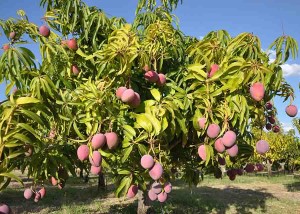 Em volume de exportação da fruta, os números de 2020 representam um aumento de 13% em relação a 2019. Foto: Marcelino Ribeiro / divulgação