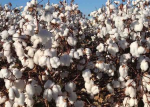 A BRS 500 B2RF associa resistência múltipla a doenças e apresenta bom desempenho agronômico. Foto: divulgação