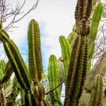 traditionally Brazilian cacti, mandacaru, common cacti of the caatinga biome, and serves as food for people and animals, and ornamentation and besides producing flowers and fruits