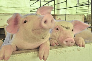 Foto: Emprapa suinos divulgação
