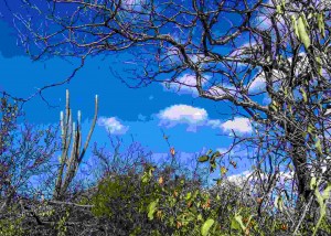 Grande parte do patrimônio biológico do bioma Caatinga não é encontrada em nenhum outro lugar do mundo. Fotos iStock / divulgação Embrapa