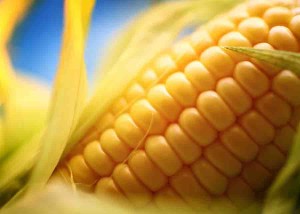 Closeup of ripe sweetcorn on the cob. It's partially wrapped in husk that would go dry in couple of days. Shot over blue background.