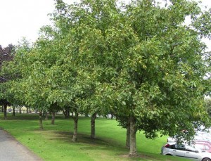 Noz Pecan é uma árvore frutífera exótica de pomares domésticos que chega á 23 metros de altura. Foto: www.vivernatural.com.br / reprodução google.