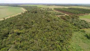 Mata secundária utilizada na pesquisa já passou por exploração madeireira e queimadas. Foto: Gabriel Faria / divulgação