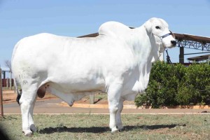 Dados da Associação Brasileira de Inseminação Artificial (ASBIA) indicam 16,3 milhões de doses de sêmen de gado de corte foram comercializadas no país em 2020. Foto: divulgação.