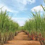 Centro de Tecnologia Canavieira já desenvolveu seis variedades GM que combatem à broca, trazendo ganhos de produtividade e sustentabilidade. Foto: Cana-Produtiva /www.canalbioenergia.com.br