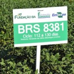 Para especialista da Embrapa, é importante para o agricultor brasileiro ter alternativas de escolha na hora do plantio. Foto: Juliana Caldas / divulgação.