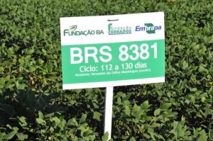 Para especialista da Embrapa, é importante para o agricultor brasileiro ter alternativas de escolha na hora do plantio. Foto: Juliana Caldas / divulgação.