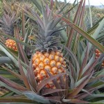 utro aspecto positivo observado no cultivo orgânico é a quantidade de frutos classificados como de melhor qualidade