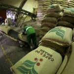 Cafés da espécie arábica participaram das exportações com 64%, e robusta com 36% % no período de outubro de 2020 a março de 2021. Foto: reprodução /Portaldoagronegocio.