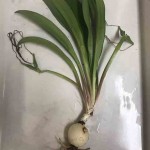 A descoberta de alcaloides bioativos pode direcionar a açucena para possíveis aplicações farmacêuticas, agregando valor à planta. Foto: Kirley  / divulgação.