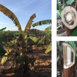 Neste projeto também estão sendo investigadas alternativas de manejo da doença orientadas à saúde da planta via saúde do solo, bem como à redução de fatores de predisposição, como a presença do moleque-da-bananeira. Foto: divulgação