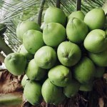Hoje há 600 mil hectares no país, destinados a essa cultura, sendo a maior parte – 95% – cultivada no Nordeste e 30% no Vale do São Francisco. Foto: divulgação.