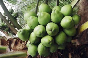 Hoje há 600 mil hectares no país, destinados a essa cultura, sendo a maior parte – 95% – cultivada no Nordeste e 30% no Vale do São Francisco. Foto: divulgação.