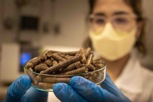 Projeto EMBRAPII ganhou o nome de B-Pellet e possibilita nova destinação aos resíduos orgânicos brasileiros. Foto: divulgação