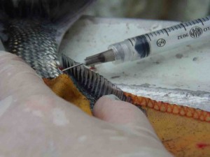 Nas práticas rotineiras na piscicultura, o manejo inevitavelmente provoca estresse quando em intensidade e duração excessiva, o que pode comprometer a produção aquícola.  Foto: divulgação.