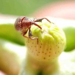 O Brasil é um dos maiores produtores mundiais de algodão e o segundo maior exportador da pluma, o agricultor brasileiro ainda enfrenta grandes dificuldades no controle do bicudo-do-algodoeiro. Foto: Sebastião Araujo /Embrapa