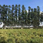 O projeto atuará nos estados de Goiás, Mato Grosso, Mato Grosso do Sul e Minas Gerais, em municípios que possuem um percentual significativo de pastagens degradadas, elevadas taxas de desmatamento e aptidão para introdução de sistemas integrados de produção. Foto: divulgação.