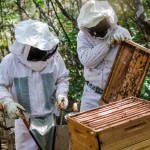 As regiões de Irecê e de Bom Jesus da Lapa foram escolhidas para iniciar a implantação da do projeto “Rrota do Mel”. Foto: divulgação