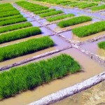 Um dos desafios da Região Sul do País é aumentar a rentabilidade e a qualidade do arroz irrigado, cultivado em 1,3 milhão de hectares de terras baixas.
