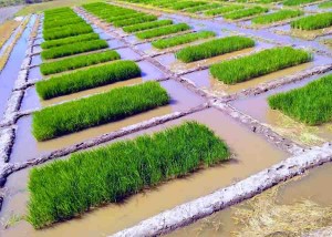 Um dos desafios da Região Sul do País é aumentar a rentabilidade e a qualidade do arroz irrigado, cultivado em 1,3 milhão de hectares de terras baixas.