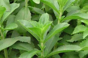 A estévia (Nome científico: Stevia rebaudiana), já utilizam pelos índios guaranis há muito, que a utilizam para adoçar remédios. A planata com capacidade de adoçar 300 vezes mais que o açúcar. Foto: reprodução / pesquisa Google
