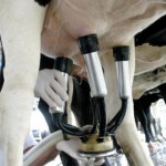 A alta nos preços dos adubos fez com que o grupo Produção e compra de volumosos apresentasse a maior inflação, variando 6,07%. Foto: Embrapa Gado de Leite.