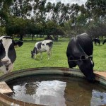 Manejo hídrico dos sistemas de produção animal é o primeiro passo para promover a eficiência do uso da água. Foto: Gisele Rosso / divulgação