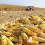 Estima-se que 11% da área cultivada (432 mil hectares) seja de responsabilidade dos pequenos produtores, obtendo-se uma produtividade de 840 quilos por hectare. Foto: ilustrativa / Arq. Embrapa